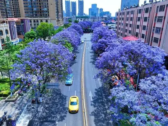 Large Flowering Trees