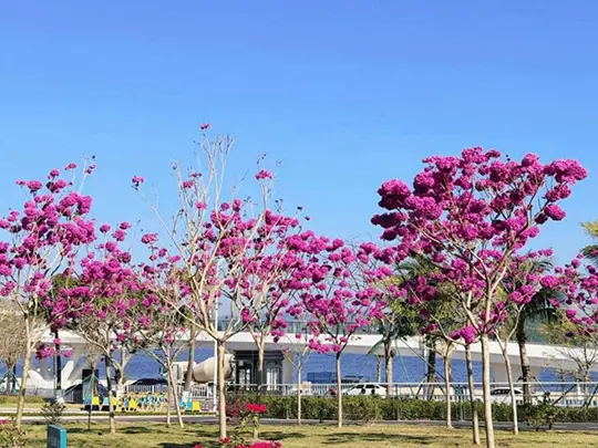 Medium-sized Flowering Trees