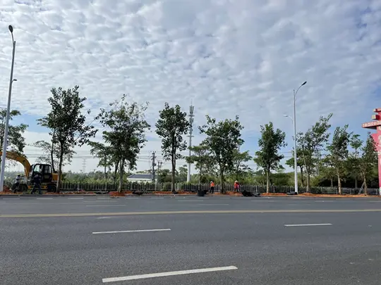 Evergreen Shade Trees