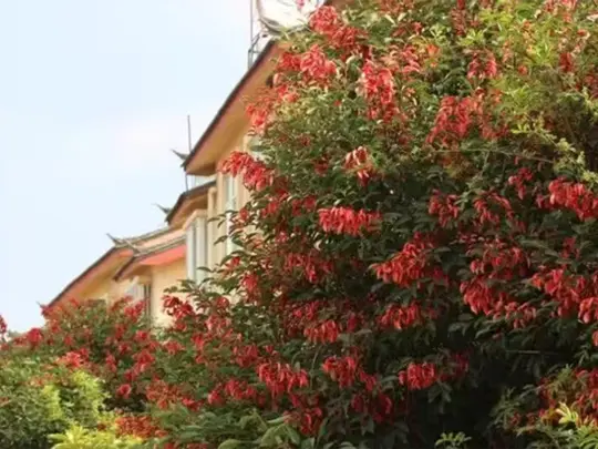 Unique Flowering Trees