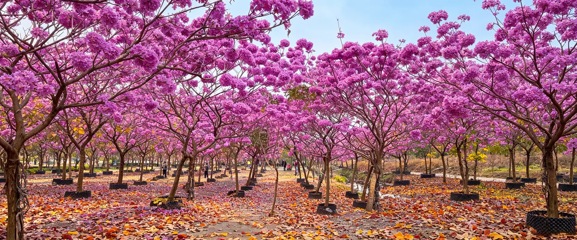 China Large Flowering Trees supplier
