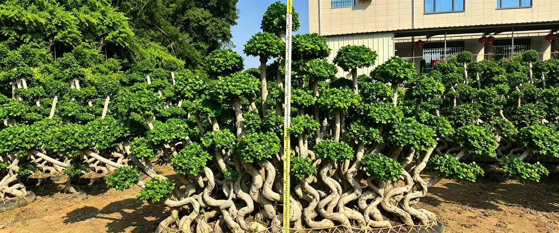 China Evergreen Shade Trees Supplier