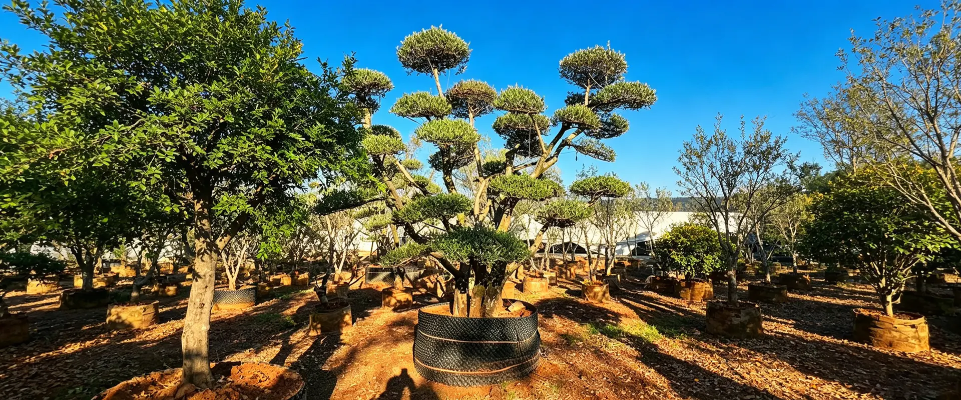 Unique Flowering Trees for Sale