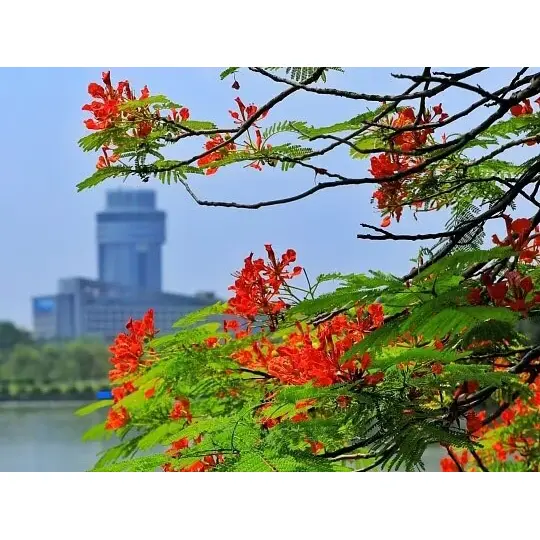 Why Container-Grown Royal Poinciana Liners Maximize Landscape Success? Why Container-Grown Royal Poinciana Liners Maximize Landscape Success?