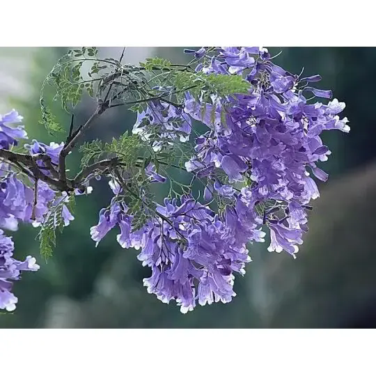 How Does a Jacaranda Tree Create Stunning Landscapes and Long-Lasting Beauty? How Does a Jacaranda Tree Create Stunning Landscapes and Long-Lasting Beauty?