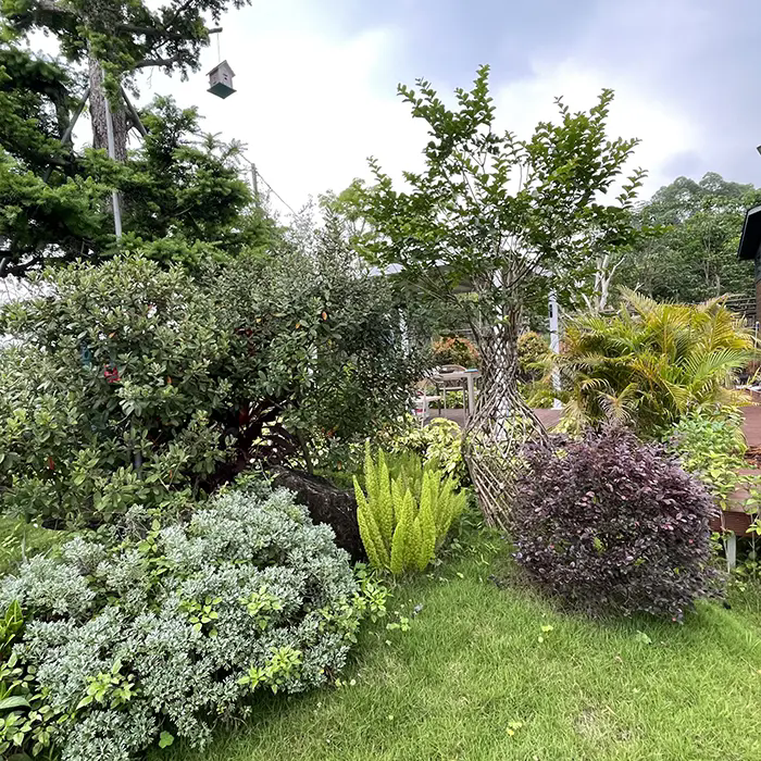 How Does Crape Myrtle Create a Stunning and Low-Maintenance Landscape? How Does Crape Myrtle Create a Stunning and Low-Maintenance Landscape?