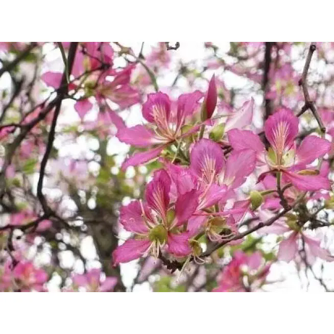 How Can a Pink Orchid Tree Transform Indoor and Outdoor Spaces with Lasting Beauty?