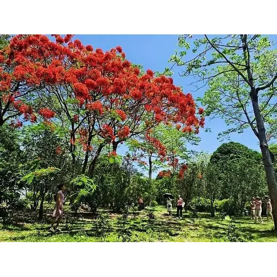 Why Is a Potted Royal Poinciana Tree an Ideal Choice for Stunning Tropical Landscaping