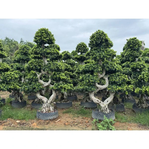 Ficus microcarpa Liners