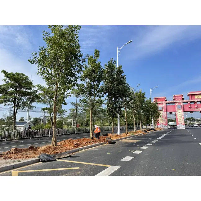 Ficus Religiosa Street Trees