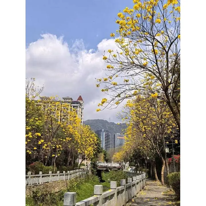 Golden Trumpet Street Trees