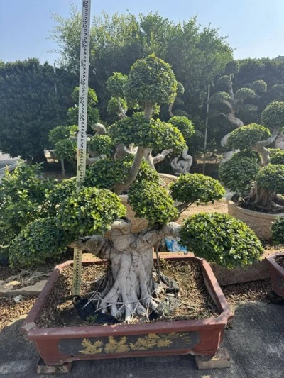Ficus Microcarpa Bonsai Tree