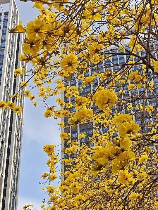 Golden Trumpet Tree Liners