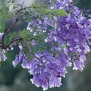 Jacaranda Tree Liners