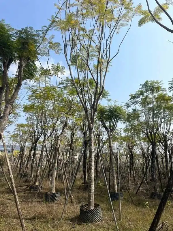 Jacaranda Tree Liners