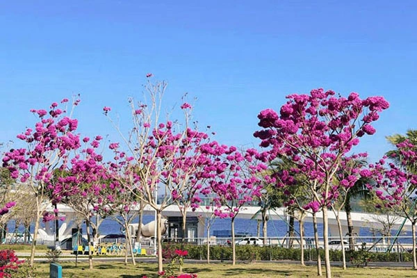 Purple Trumpet Tree Liners