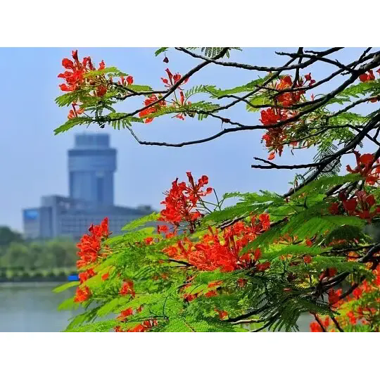 Royal Poinciana Liners