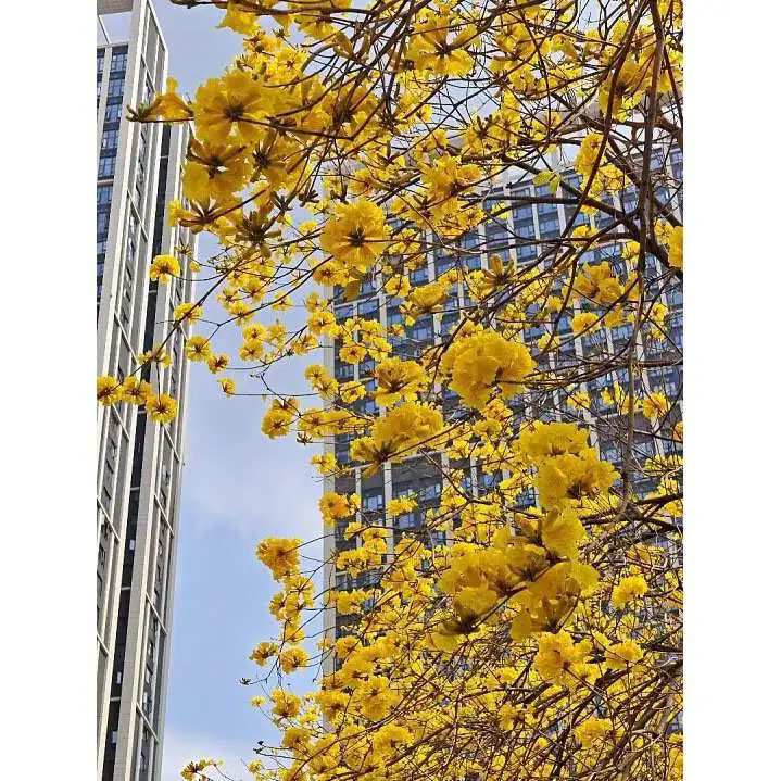 Golden Trumpet Tree Liners