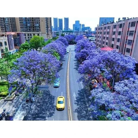 Jacaranda Street Trees
