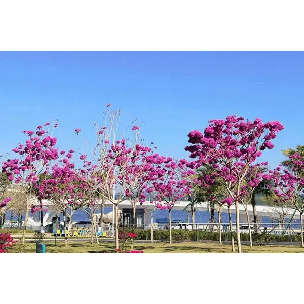 Purple Trumpet Tree Liners