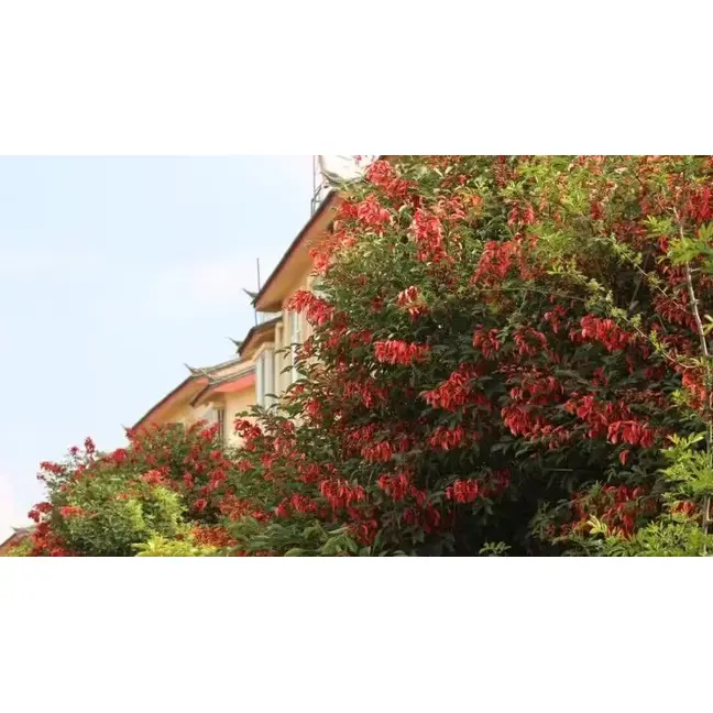 Specimen Cockscomb Coral Tree