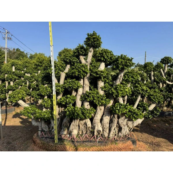 Specimen Ficus microcarpa Tree